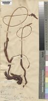 Holotype of Eriospermum cooperi Baker [family ERIOSPERMACEAE]