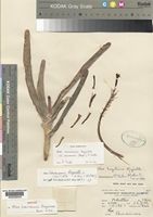 Isotype of Aloe hazeliana Reynolds var. howmanii (Reynolds)S.Carter [family ALOACEAE]