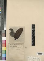 Type of Deguelia stuhlmannii Tab. [family LEGUMINOSAE-PAPILIONOIDEAE]