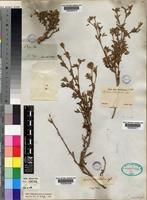 Stylosanthes scabra Vogel [family LEGUMINOSAE-PAPILIONOIDEAE]
