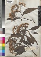 Vernonia amygdalina Delile [family COMPOSITAE]
