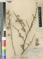 Type of Vernonia brachylaenoides S.Moore [family COMPOSITAE]