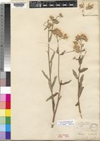 Syntype of Vernonia hindei S.Moore [family COMPOSITAE]