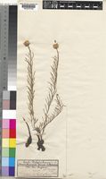 Vernonia orchidorrhiza Welw. ex Hiern [family COMPOSITAE]