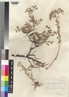Vernonia cinerascens Sch.Bip. [family COMPOSITAE]