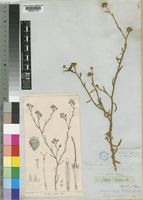 Epaltes gariepina (DC.) Steetz [family COMPOSITAE]