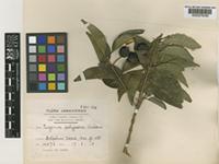 Eugenia polypora Urb. [family MYRTACEAE]