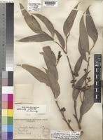 Eucalyptus muelleriana A.W.Howitt [family MYRTACEAE]