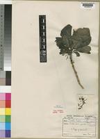 Type of Pavetta eylesii S.Moore [family RUBIACEAE]