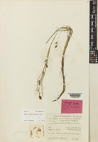Isotype of Carex sarawaketensis Kük. var. minor Kük. [family CYPERACEAE]