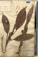 Type of Dracaena pachyphylla Kurz [family DRACAENACEAE]