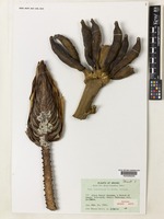 Isotype of Musa tuberculata M.Hotta [family MUSACEAE]