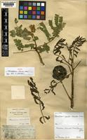 Isotype of Abarema alexandri ( Urban.) Barneby & J.W.Grimes var. alexandri [family LEGUMINOSAE-MIMOSOIDEAE]