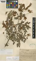 Isotype of Abarema barbouriana ( Standl.) Barneby & J.W.Grimes var. arenaria ( Ducke) Barneby & J.W.Grimes [family LEGUMINOSAE-MIMOSOIDEAE]