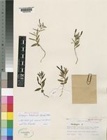 Holotype of Ceropegia kituloensis Masinde & F.Albers [family ASCLEPIADACEAE]