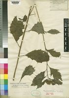 Type of Crassocephalum bumbense S.Moore [family COMPOSITAE]