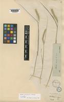 Holotype of Hordeum procerum Nevski [family POACEAE]