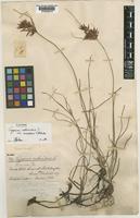 Syntype of Cyperus rotundus Benth. var. amaliae C.B.Clarke [family CYPERACEAE]
