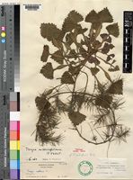Holotype of Trapa austroafricana V.N.Vassil. [family TRAPACEAE]