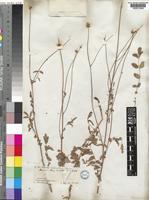 Poterium verrucosum Ehrenb. [family ROSACEAE]