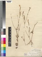 Silene undulata Aiton [family CARYOPHYLLACEAE]