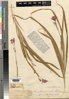 Type of Anomatheca grandiflora Baker [family IRIDACEAE]