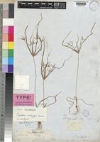 Type of Cyperus sphacelatus Vahl. var. tenuior C.B.Clarke [family CYPERACEAE]