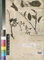 Syntype of Vitis cornifolia Baker [family VITACEAE]
