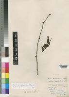 Syntype of Cissus lonicerifolia C.A.Sm. [family VITACEAE]