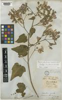 Neotype of Phymosia floribunda (Schltdl.) Fryxell [family MALVACEAE]