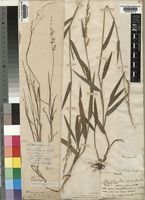 Ehrharta erecta Lam. [family POACEAE]