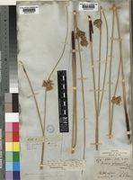 Juncus inflexus L. [family JUNCACEAE]