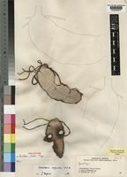 Holotype of Gonatopus clavatus Mayo [family ARACEAE]