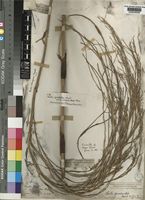 Type of Restio quadratus Mast. [family RESTIONACEAE]