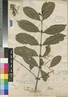 Tricalysia pallens Hiern [family RUBIACEAE]