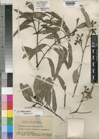 Isotype of Eucalyptus siderophloia F.Muell. f. decorticans F.M.Bailey [family MYRTACEAE]
