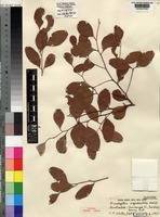 Isotype of Eucalyptus orgadophila Maiden & Blakely [family MYRTACEAE]
