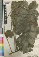Isotype of Polyscias felicis Bernardi [family ARALIACEAE]
