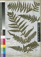 Blotiella glabra (Bory) R.Tryon [family DENNSTAEDTIACEAE]