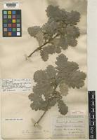 Neotype of Quercus pubescens Willd. [family FAGACEAE]