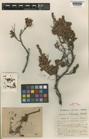 Holotype of Archeria comberi Melville [family EPACRIDACEAE]