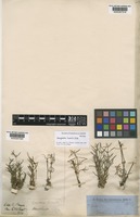 Isotype of Gomphrena humilis R.Br. [family AMARANTHACEAE]