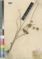 Type of Cyperus pubens Kük. [family CYPERACEAE]