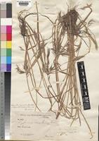 Cyperus tenuispiculatus Boeck [family CYPERACEAE]