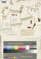Ledebouria ovalifolia (Schrad.)Jessop [family HYACINTHACEAE]