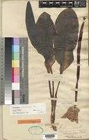 Syntype of Haemanthus membranaceus Baker [family AMARYLLIDACEAE]
