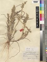 Schmidtia kalihariensis Stent. [family POACEAE]