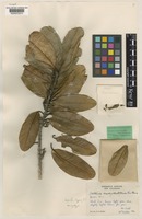 Syntype of Deltaria brachyblastophora Steenis [family THYMELAEACEAE]