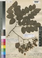 Pterocarpus martinii Dunkley [family LEGUMINOSAE-PAPILIONOIDEAE]