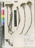 Isotype of Selago griquana Hilliard [family SCROPHULARIACEAE]